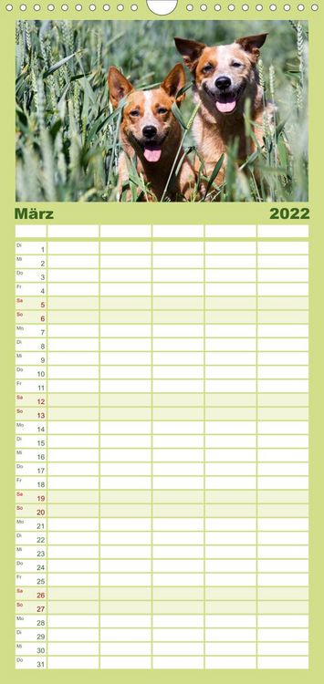 Produktbild: Familienplaner Faszinierende Australian Cattle Dogs (Wandkalender 2022 , 21 cm x 45 cm, hoch)