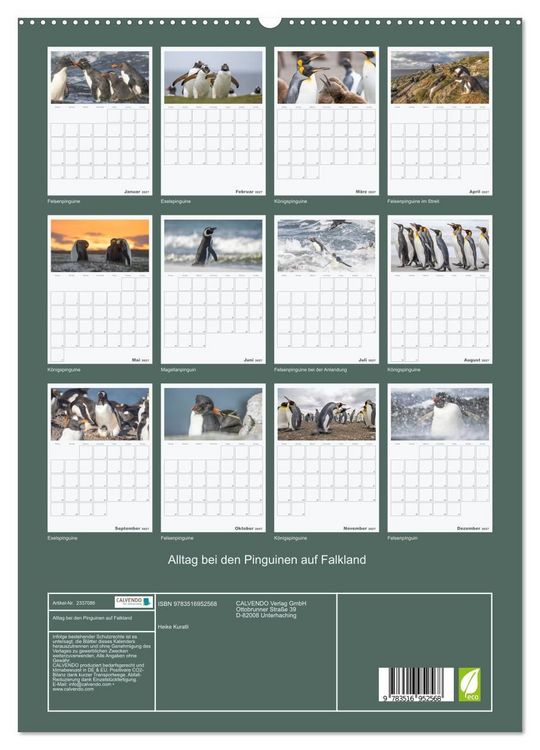 Produktbild: Alltag bei den Pinguinen auf Falkland (hochwertiger Premium Wandkalender 2027 DIN A2 hoch), Kunstdruck in Hochglanz