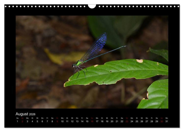 Produktbild: SUMATRA Abenteuer Regenwald (Wandkalender 2026 DIN A3 quer), CALVENDO Monatskalender