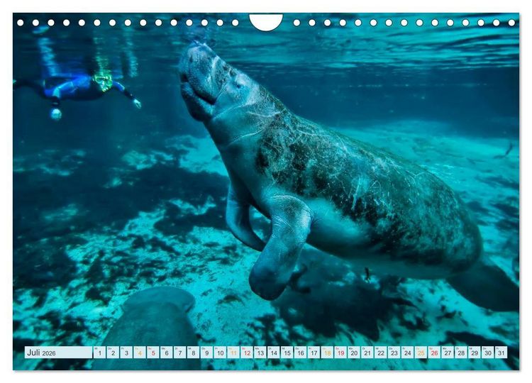 Produktbild: Tauchen - Abenteuer unter Wasser (Wandkalender 2026 DIN A4 quer), CALVENDO Monatskalender