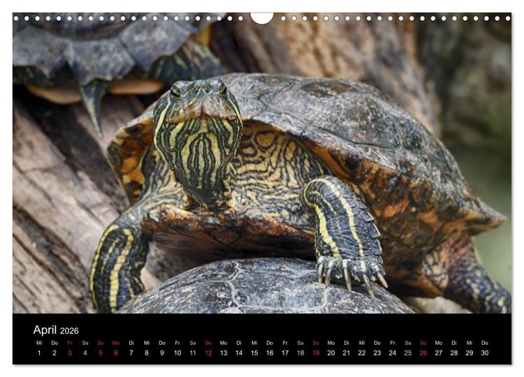 Produktbild: Wasserschildkr&ouml;ten (Wandkalender 2026 DIN A3 quer), CALVENDO Monatskalender