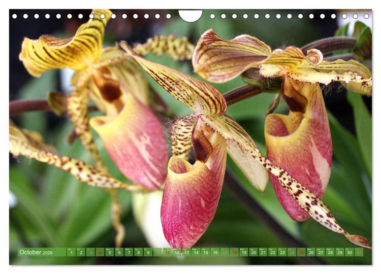 Produktbild: Orchid - A Flower Wonder (Wall Calendar 2026 DIN A4 landscape), CALVENDO 12 Month Wall Calendar