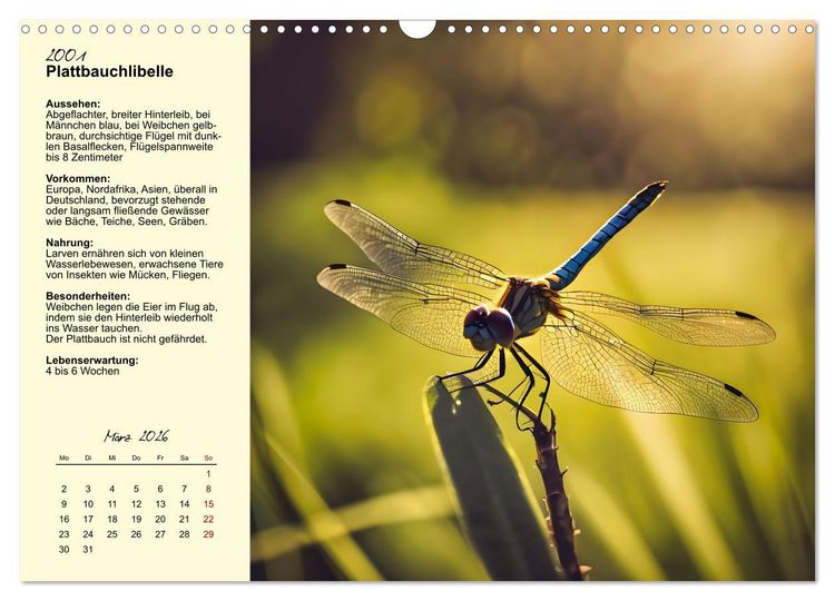 Produktbild: Insekt des Jahres (Wandkalender 2026 DIN A3 quer), CALVENDO Monatskalender
