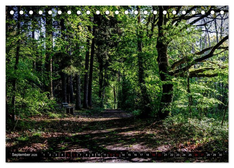 Produktbild: Wege des einfachen Gl&uuml;cks - Spazierg&auml;nge im Wald (Tischkalender 2026 DIN A5 quer), CALVENDO Monatskalender