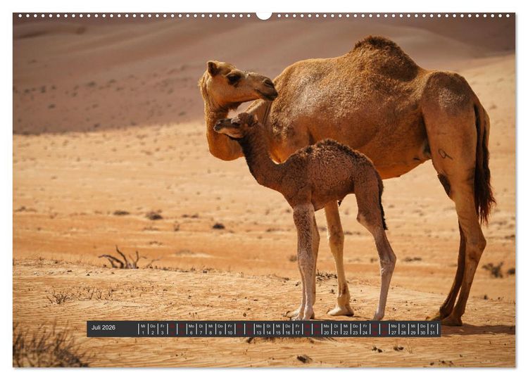 Produktbild: OMAN Offroad Travel Log (hochwertiger Premium Wandkalender 2026 DIN A2 quer), Kunstdruck in Hochglanz