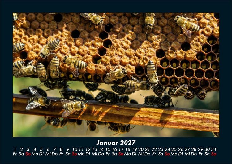 Produktbild: Bienen 2027 Fotokalender DIN A5