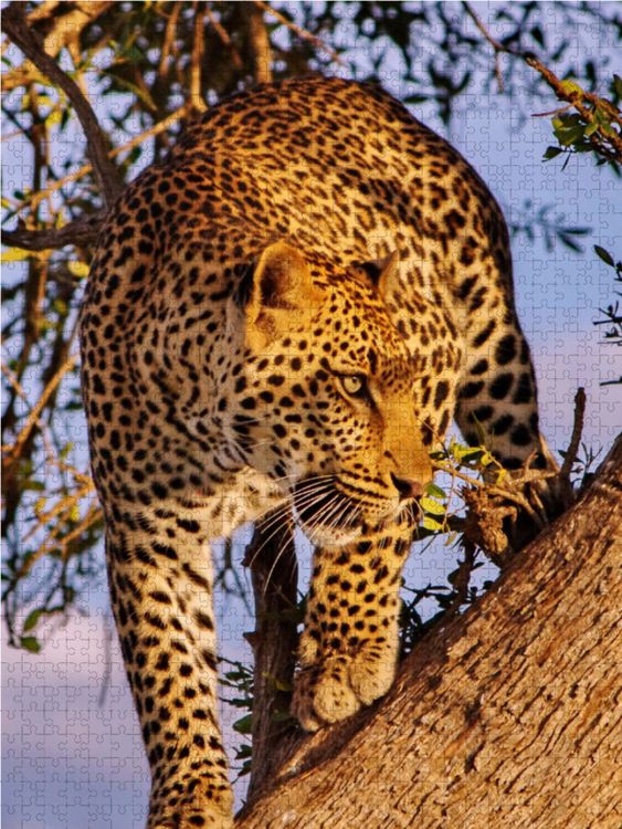 Produktbild: CALVENDO Puzzle Leopard | 1000 Teile Lege-Gr&ouml;&szlig;e 64x48cm Foto-Puzzle f&uuml;r gl&uuml;ckliche Stunden