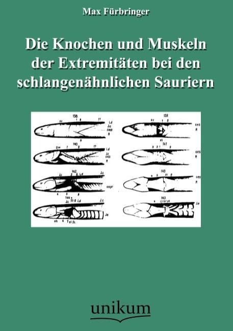 Produktbild: F&uuml;rbringer, M: Knochen und Muskeln der Extremit&auml;ten bei den