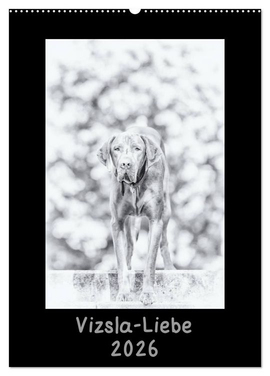 Produktbild: Vizsla-Liebe (Wandkalender 2026 DIN A2 hoch), CALVENDO Monatskalender