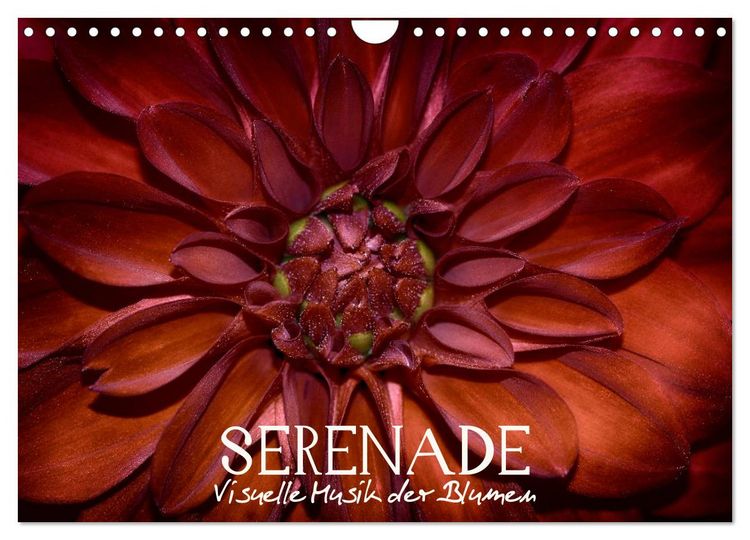 Produktbild: Serenade - Visuelle Musik der Blumen (Wandkalender 2026 DIN A4 quer), CALVENDO Monatskalender