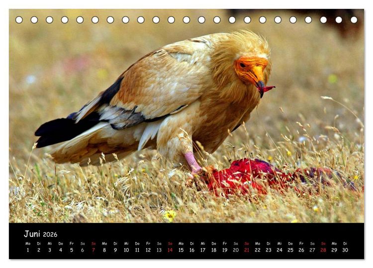 Produktbild: Unter Geiern auf Mallorca: Ein Projekt der Naturschutzstiftung Vida Silvestre Mediterr&aacute;nea (Tischkalender 2026 DIN A5 quer), CALVENDO Monatskalender