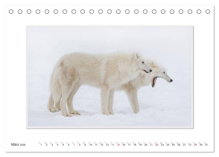 Produktbild: Emotionale Momente: Polarw&ouml;lfe. / CH-Version (Tischkalender 2026 DIN A5 quer), CALVENDO Monatskalender
