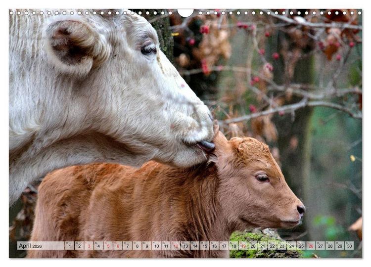 Produktbild: Gl&uuml;ckliche K&uuml;he auf saftigen Wiesen (Wandkalender 2026 DIN A3 quer), CALVENDO Monatskalender