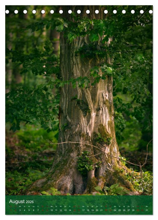 Produktbild: Klimaretter Baum (Tischkalender 2026 DIN A5 hoch), CALVENDO Monatskalender