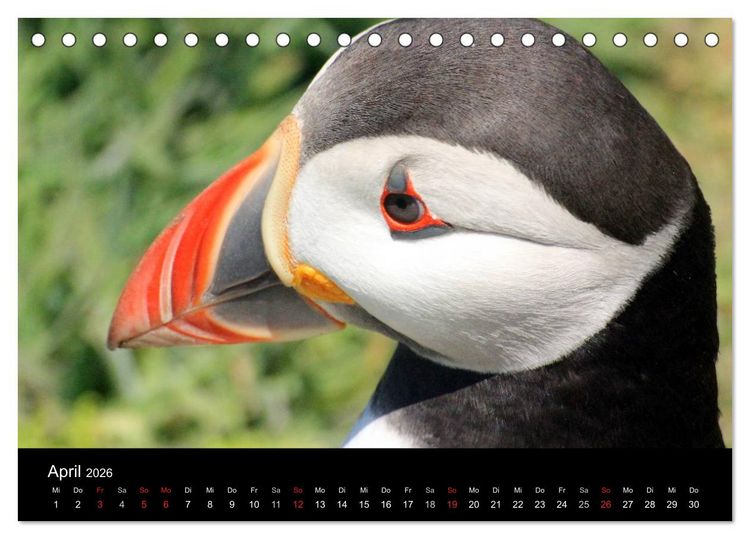 Produktbild: Puffins, Papageitauchern ganz nah (Tischkalender 2026 DIN A5 quer), CALVENDO Monatskalender