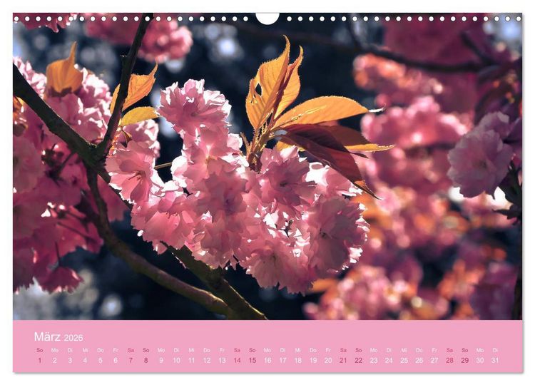 Produktbild: Zarte Kirschbl&uuml;ten - Berauschende Gedankend&uuml;fte (Wandkalender 2026 DIN A3 quer), CALVENDO Monatskalender