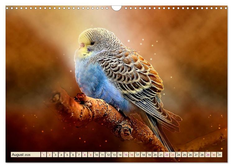 Produktbild: Wundersch&ouml;ner Wellensittich (Wandkalender 2026 DIN A3 quer), CALVENDO Monatskalender