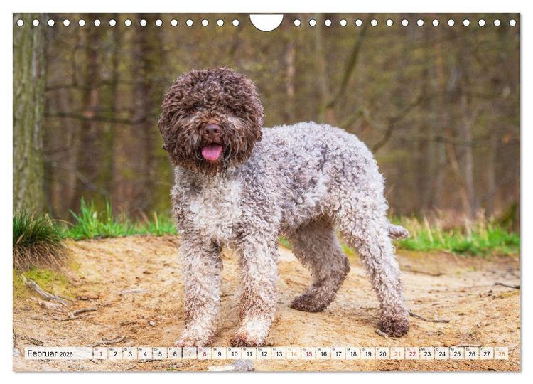 Produktbild: Lagotto Romagnolo - der Tr&uuml;ffelhund Italiens (Wandkalender 2026 DIN A4 quer), CALVENDO Monatskalender