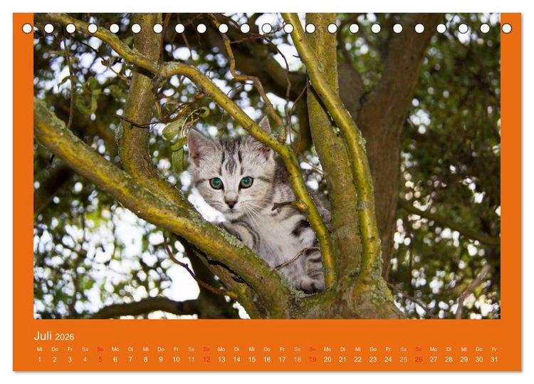Produktbild: Tierkinder (Tischkalender 2026 DIN A5 quer), CALVENDO Monatskalender