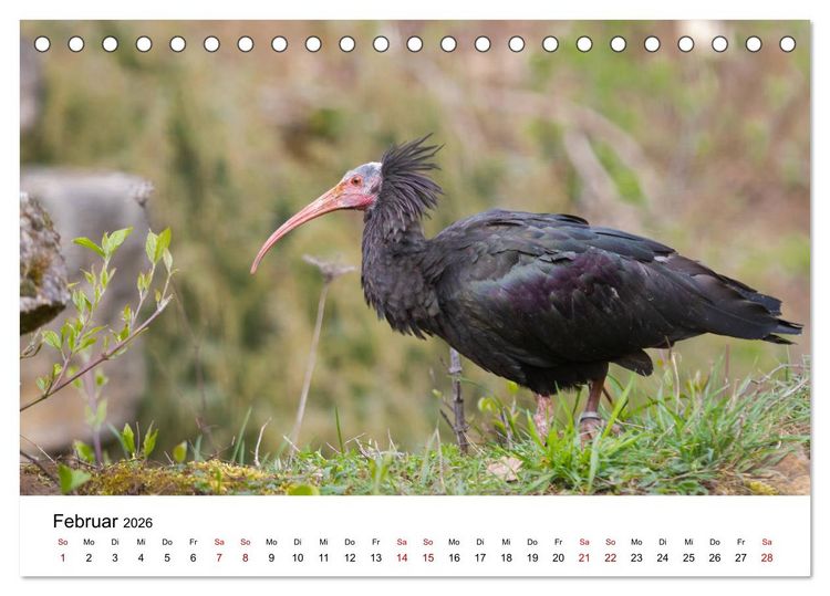 Produktbild: Der Waldrapp - Ein skurriler Vogel (Tischkalender 2026 DIN A5 quer), CALVENDO Monatskalender