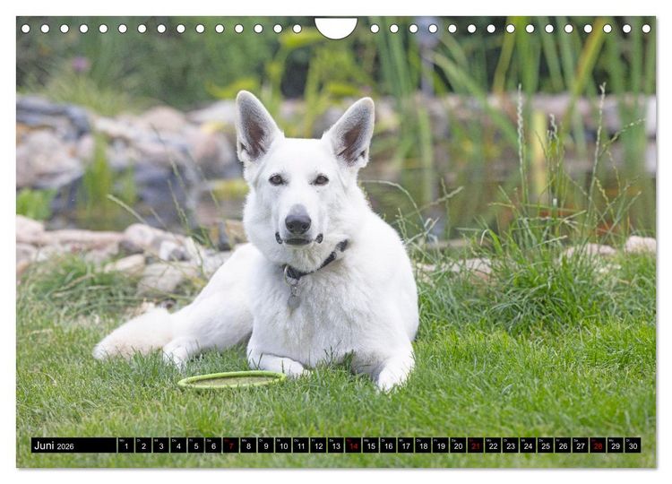 Produktbild: Berger Blanc Suisse - Weggef&auml;hrten auf 4 Pfoten (Wandkalender 2026 DIN A4 quer), CALVENDO Monatskalender