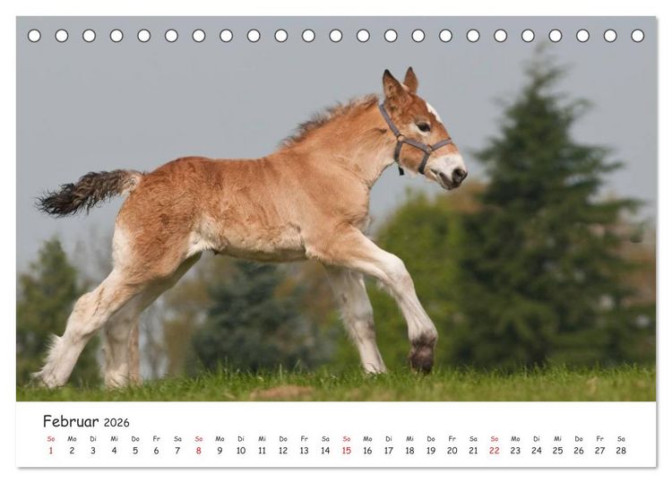 Produktbild: Kaltblut - schwere Pferde mit Herz (Tischkalender 2026 DIN A5 quer), CALVENDO Monatskalender