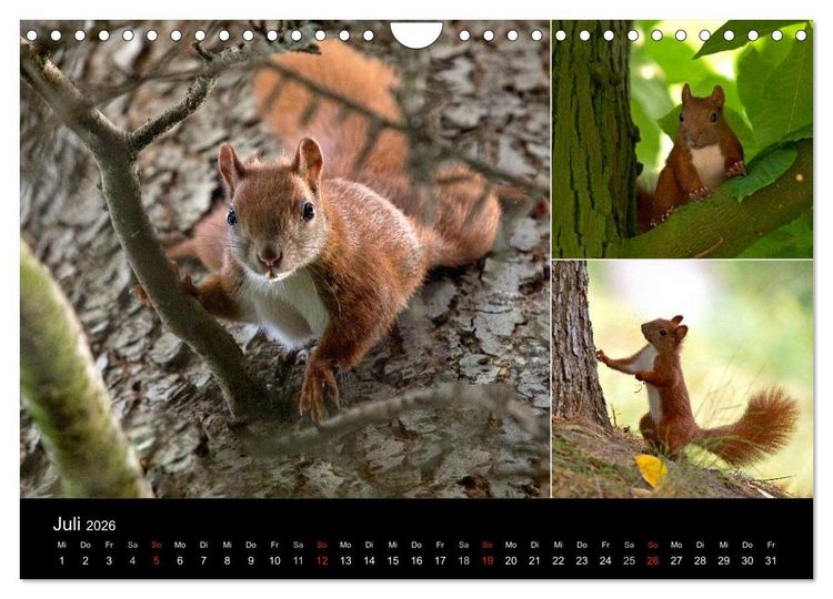 Produktbild: Wilde Eichh&ouml;rnchenwelt! (Wandkalender 2026 DIN A4 quer), CALVENDO Monatskalender