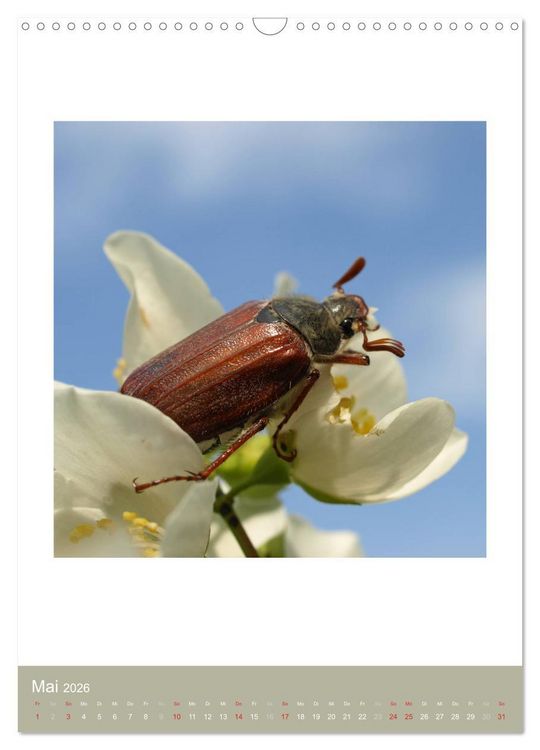 Produktbild: Artenvielfalt der Insekten (Wandkalender 2026 DIN A3 hoch), CALVENDO Monatskalender