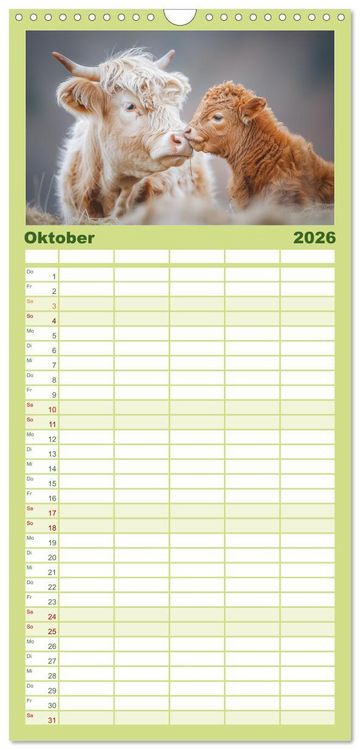 Produktbild: Familienplaner 2026 - Schottische Hochland Rinder mit 5 Spalten (Wandkalender, 21 x 45 cm) CALVENDO