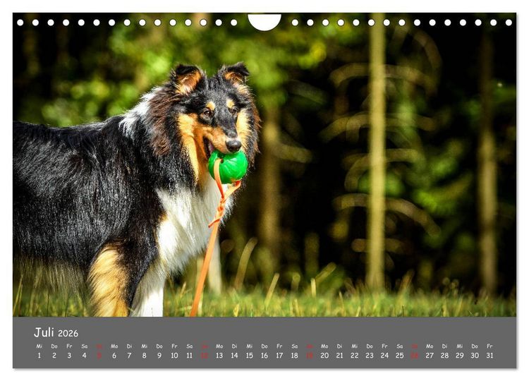 Produktbild: Einmal Collie - immer Collie (Wandkalender 2026 DIN A4 quer), CALVENDO Monatskalender