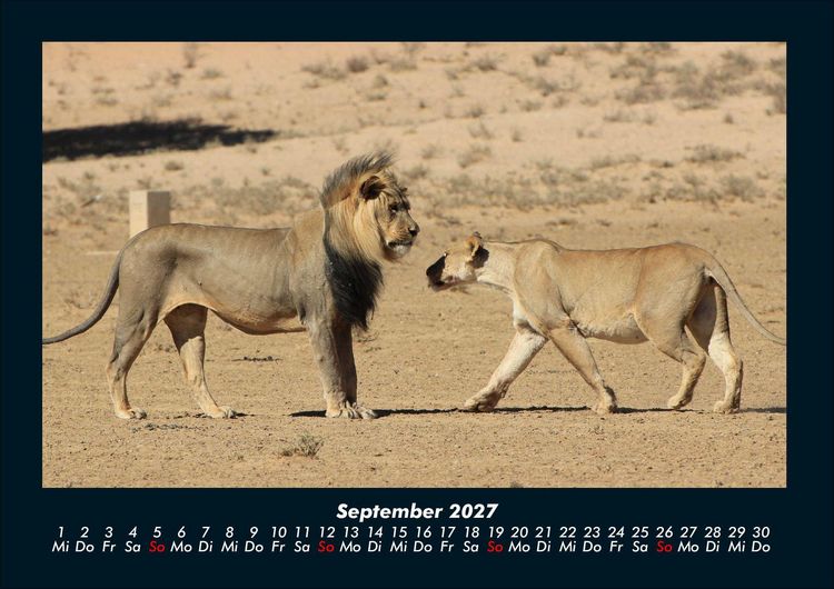 Produktbild: L&ouml;wen in der Wildnis 2027 Fotokalender DIN A4