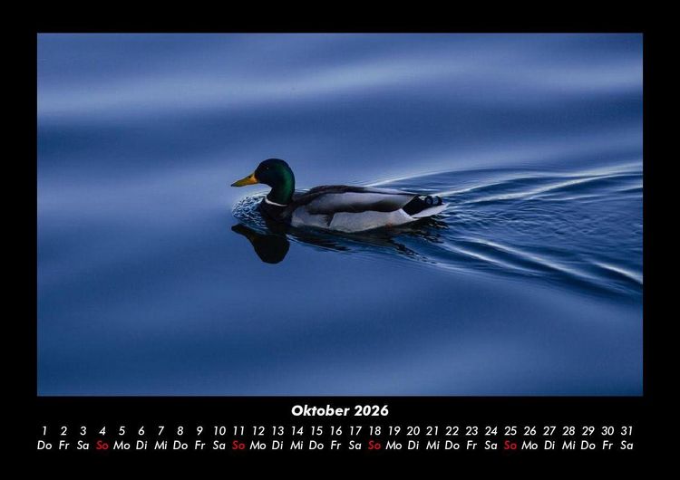 Produktbild: Enten 2026 Fotokalender DIN A3