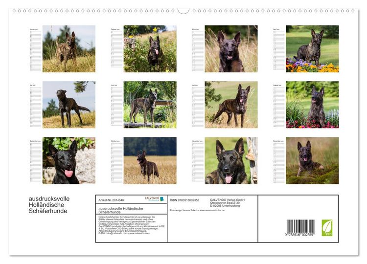 Produktbild: ausdrucksvolle Holl&auml;ndische Sch&auml;ferhunde (hochwertiger Premium Wandkalender 2026 DIN A2 quer), Kunstdruck in Hochglanz