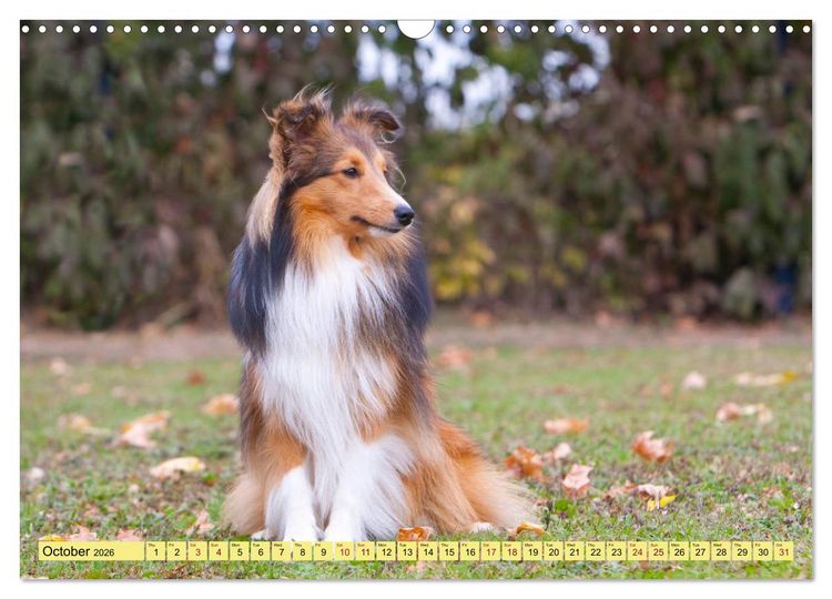 Produktbild: Shetland Sheepdogs - Sweet little charmers (Wall Calendar 2026 DIN A3 landscape), CALVENDO 12 Month Wall Calendar
