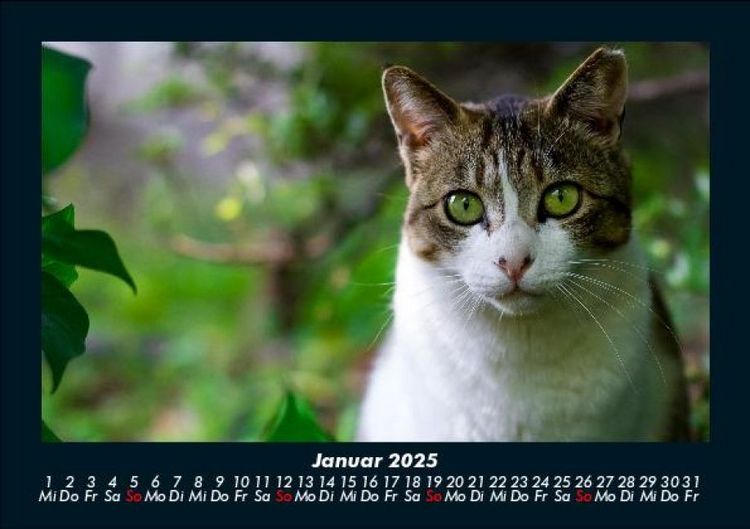 Produktbild: Katzen 2025 Fotokalender DIN A5