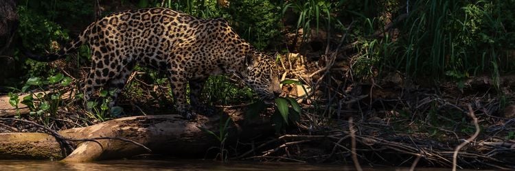 Produktbild: Pantanal
