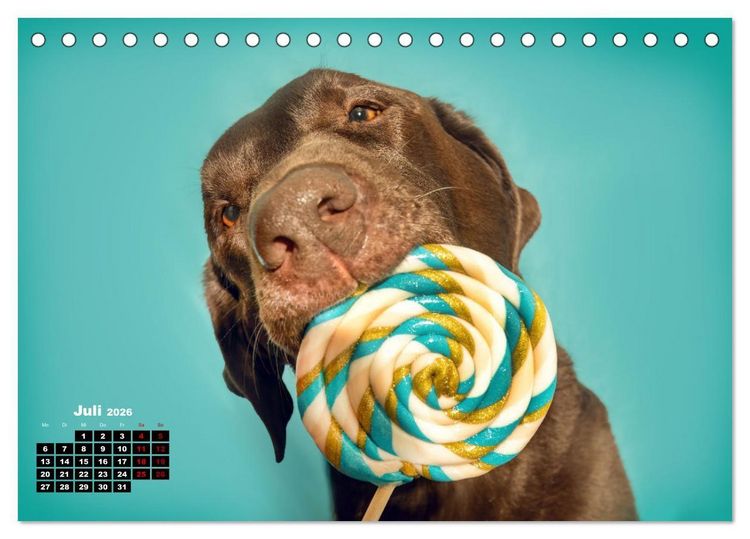 Produktbild: S&uuml;&szlig;e Schnauzen (Tischkalender 2026 DIN A5 quer), CALVENDO Monatskalender