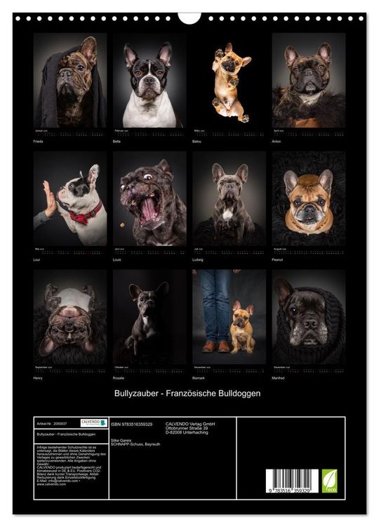 Produktbild: Bullyzauber - Franz&ouml;sische Bulldoggen (Wandkalender 2026 DIN A3 hoch), CALVENDO Monatskalender