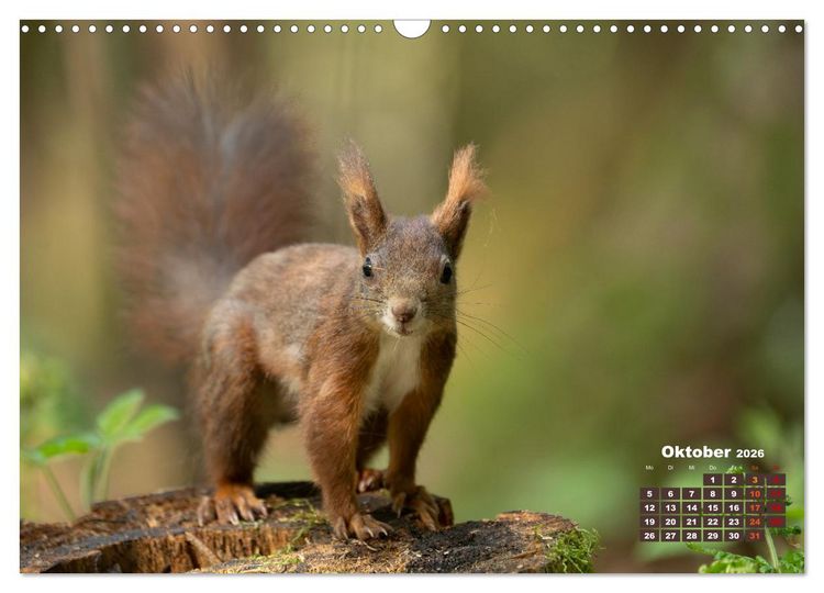 Produktbild: Das Eurasische Eichh&ouml;rnchen - Kunterbuntes Waldtreiben (Wandkalender 2026 DIN A3 quer), CALVENDO Monatskalender