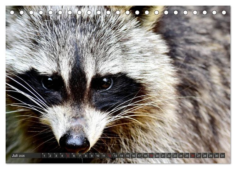 Produktbild: Besuch vom Waschb&auml;r (Tischkalender 2026 DIN A5 quer), CALVENDO Monatskalender