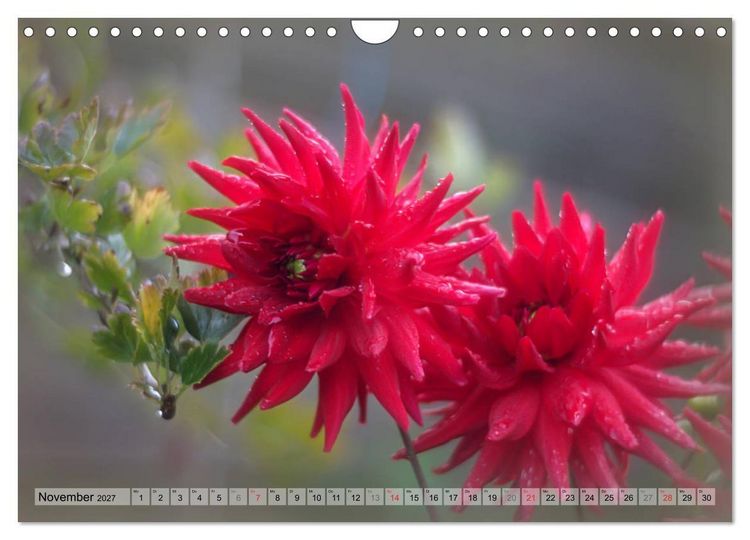 Produktbild: Farbenfroher Bl&uuml;tentraum (Wandkalender 2027 DIN A4 quer), CALVENDO Monatskalender