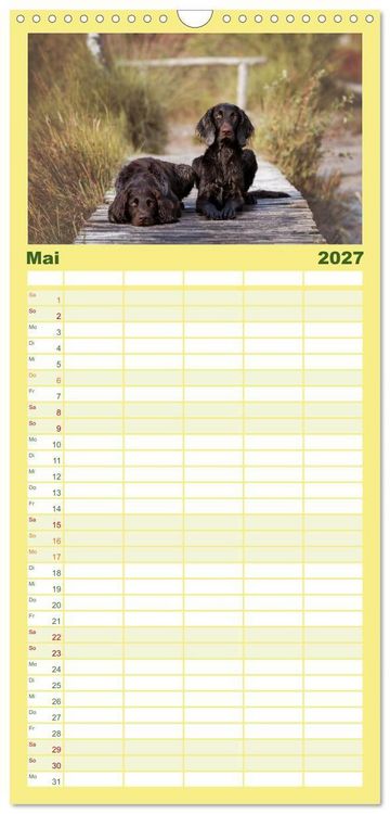 Produktbild: Familienplaner 2027 - Passion Jagdhund - Deutsch Langhaar mit 5 Spalten (Wandkalender, 21 x 45 cm) CALVENDO