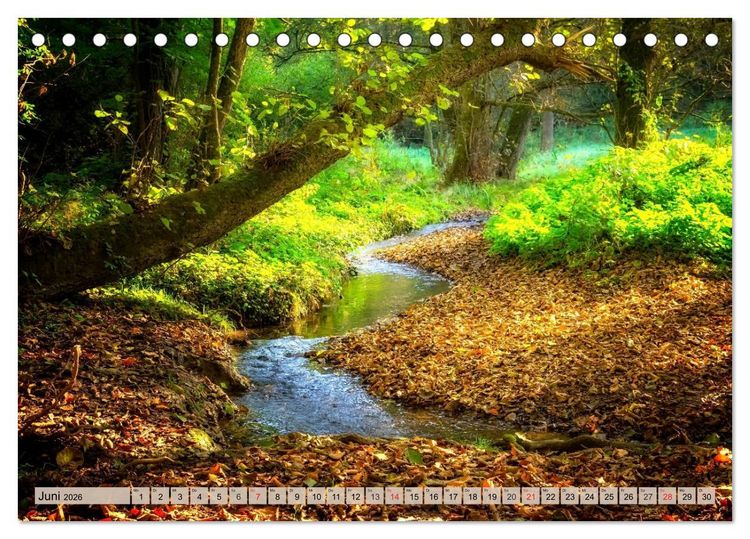 Produktbild: Leise durch den Wald. Sich Zeit nehmen und der Stille lauschen (Tischkalender 2026 DIN A5 quer), CALVENDO Monatskalender