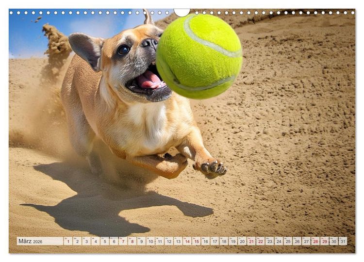 Produktbild: Bullys in Action - Franz&ouml;sische Bulldoggen lieben B&auml;lle (Wandkalender 2026 DIN A3 quer), CALVENDO Monatskalender