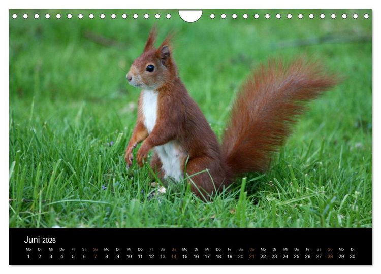 Produktbild: Eichh&ouml;rnchen (Wandkalender 2026 DIN A4 quer), CALVENDO Monatskalender
