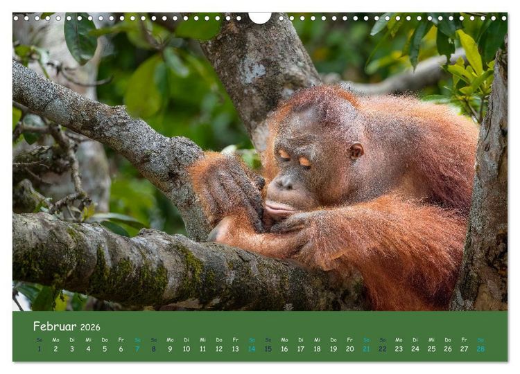Produktbild: Orang Utans - Indonesien (Wandkalender 2026 DIN A3 quer), CALVENDO Monatskalender