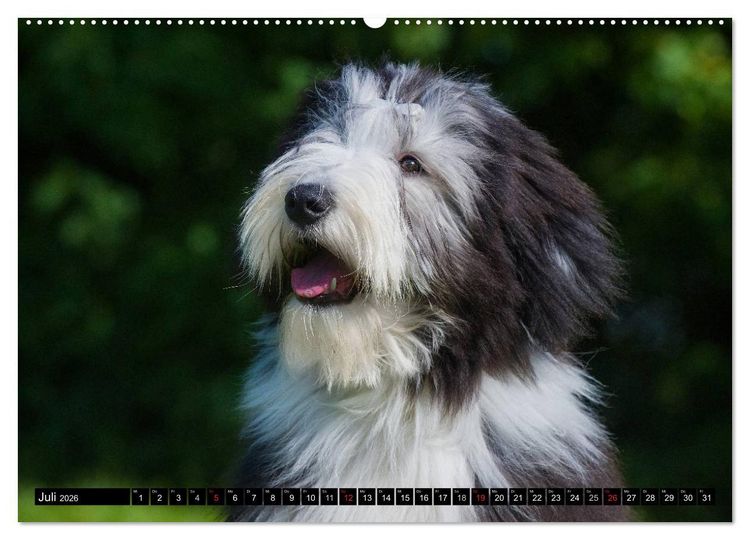 Produktbild: Liebenswerter Clown Bearded Collie (Wandkalender 2026 DIN A2 quer), CALVENDO Monatskalender