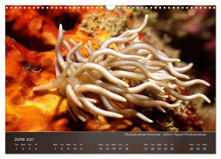 Produktbild: Nudibranchs on the ocean floor (Wall Calendar 2027 DIN A3 landscape), CALVENDO 12 Month Wall Calendar