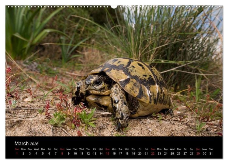 Produktbild: European Tortoises / UK-Version (High Quality Premium Wall Calendar 2026 DIN A2 landscape),CALVENDO 12 Month Wall Calendar