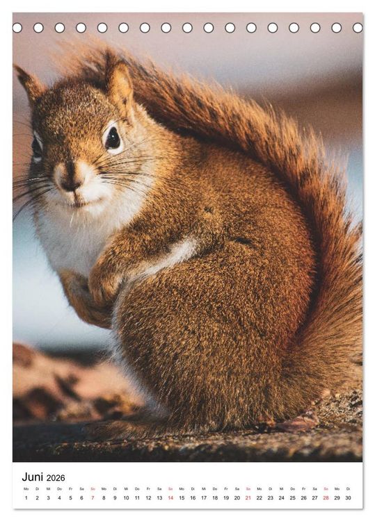 Produktbild: Eichh&ouml;rnchen - Einfach zum Verlieben (Tischkalender 2026 DIN A5 hoch), CALVENDO Monatskalender